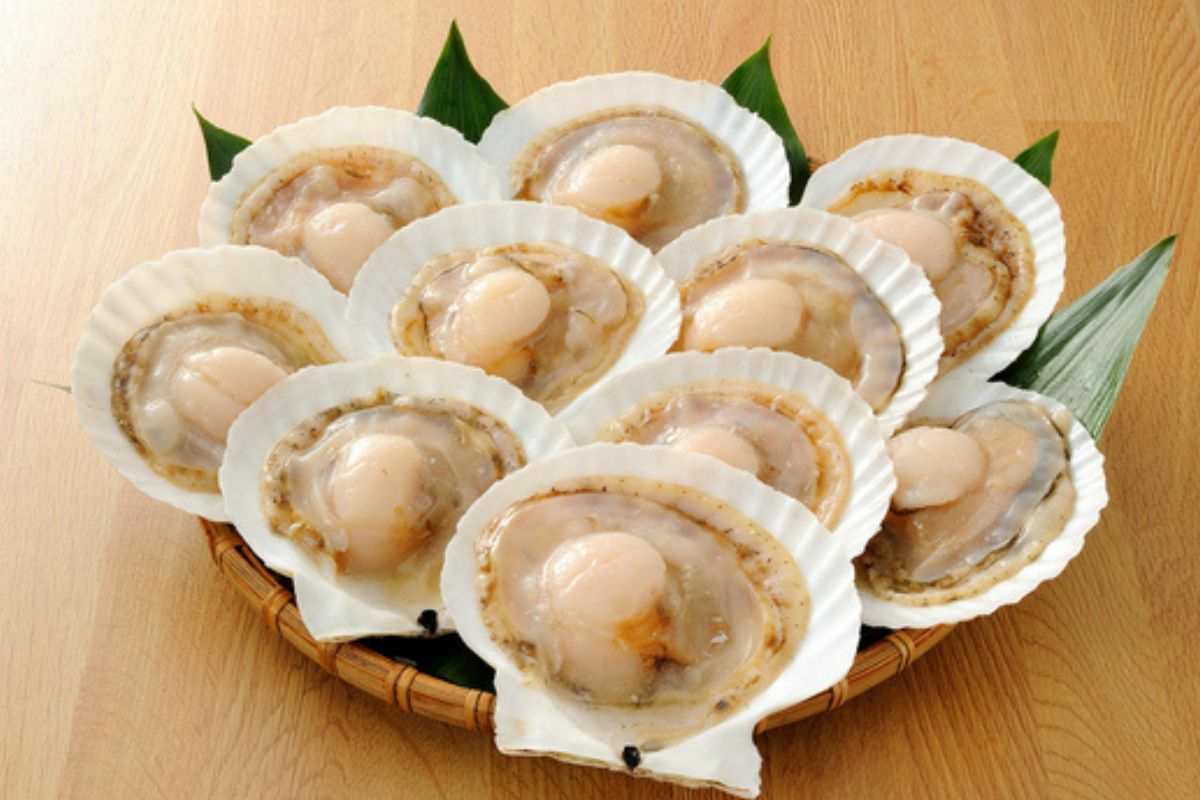  北海道 噴火湾 ほたて 殻付き（片貝）